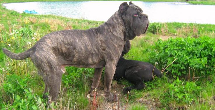 Neapolitan mastiffs for sales sale in ohio