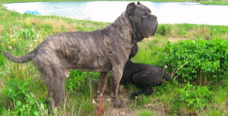 top neapolitan mastiff breeders